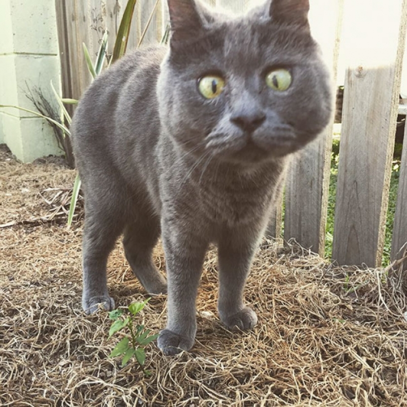 Algo anda mal con Kevin: este gato siempre parece sorprendido