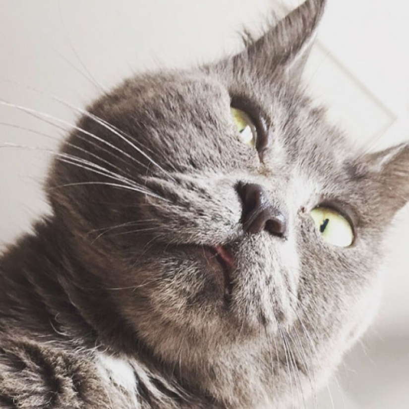 Algo anda mal con Kevin: este gato siempre parece sorprendido
