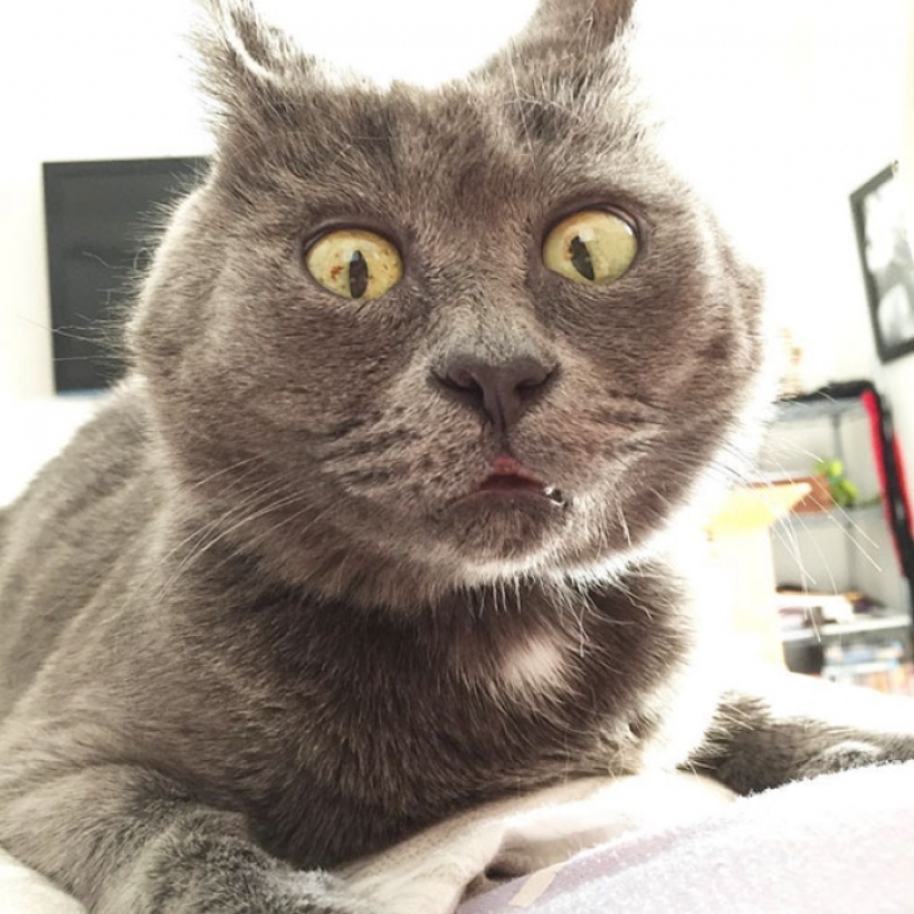 Algo anda mal con Kevin: este gato siempre parece sorprendido