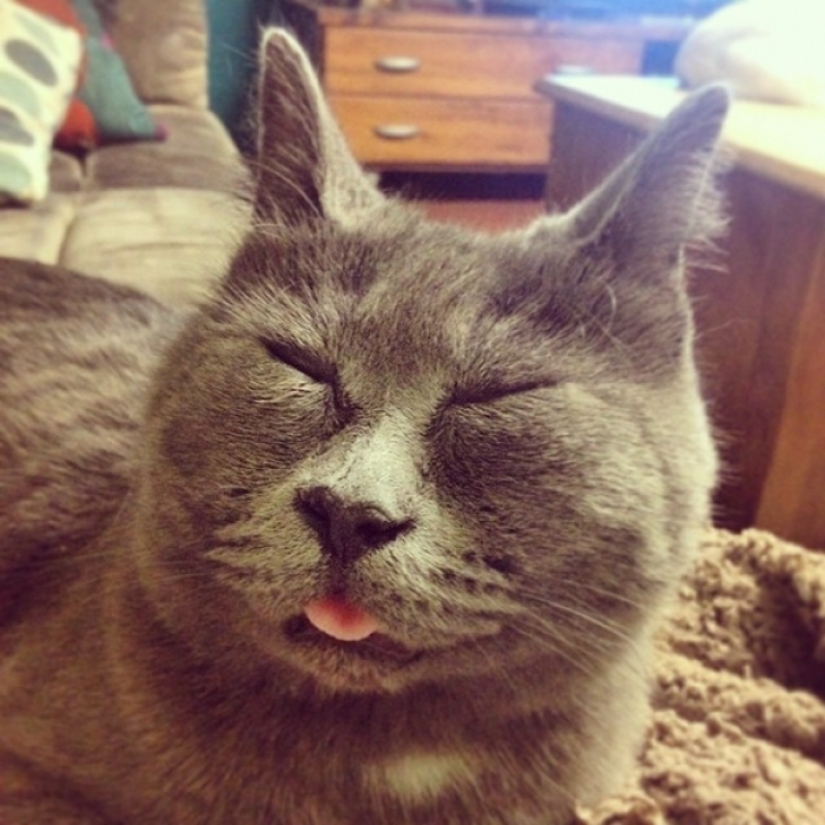 Algo anda mal con Kevin: este gato siempre parece sorprendido