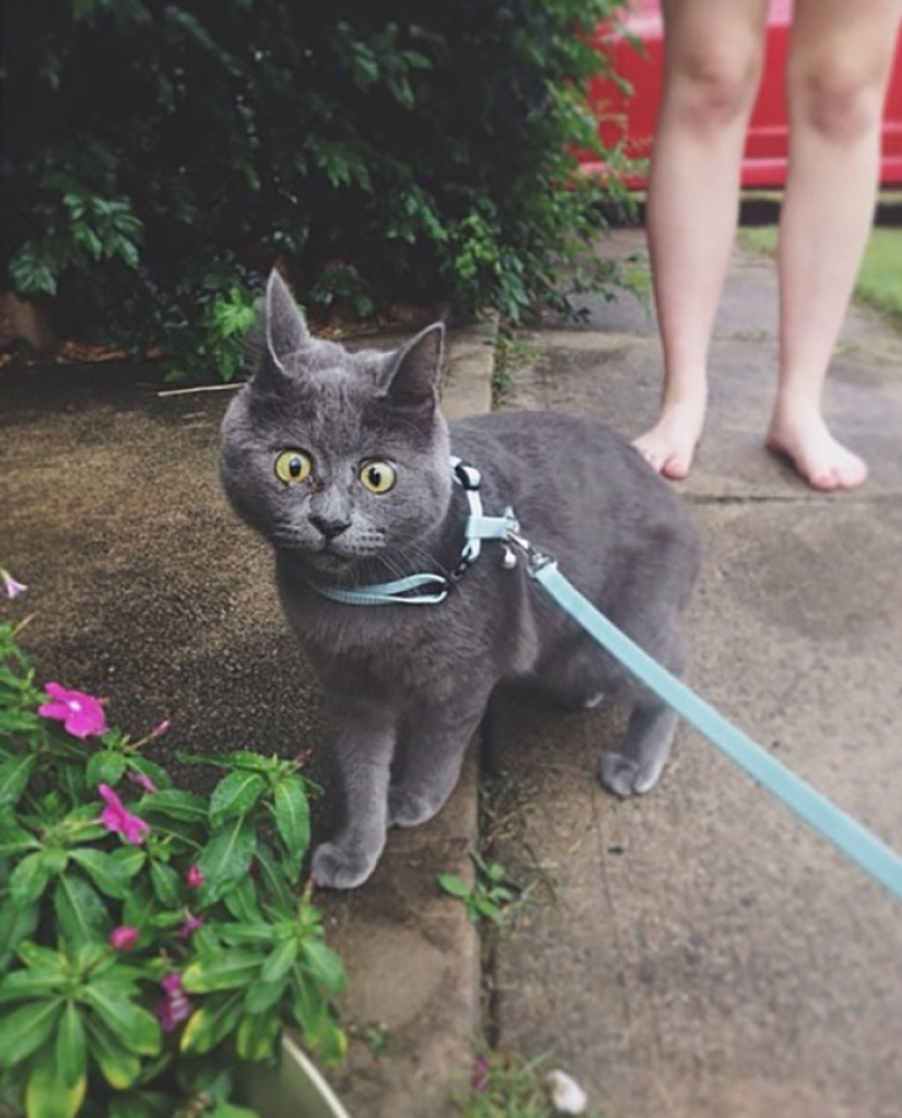 Algo anda mal con Kevin: este gato siempre parece sorprendido