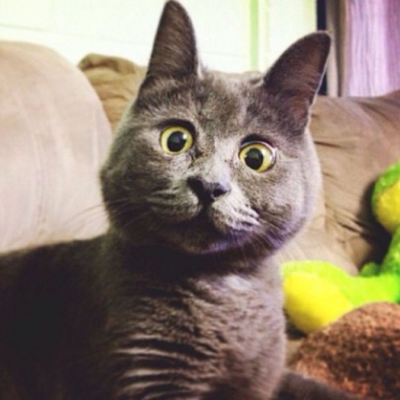 Algo anda mal con Kevin: este gato siempre parece sorprendido