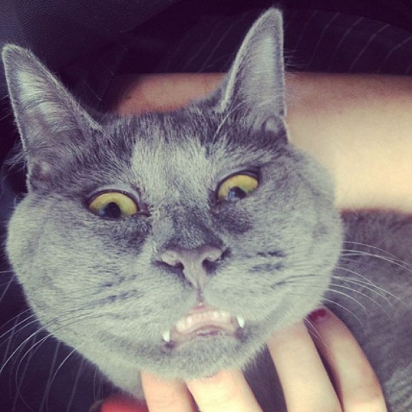 Algo anda mal con Kevin: este gato siempre parece sorprendido