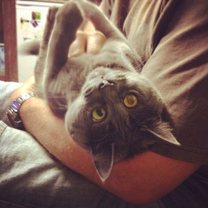 Algo anda mal con Kevin: este gato siempre parece sorprendido