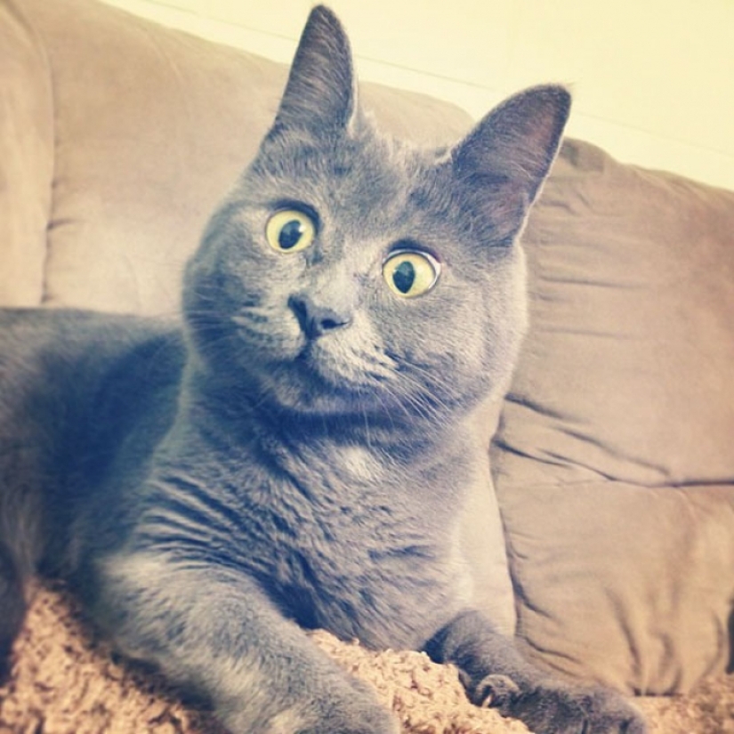 Algo anda mal con Kevin: este gato siempre parece sorprendido