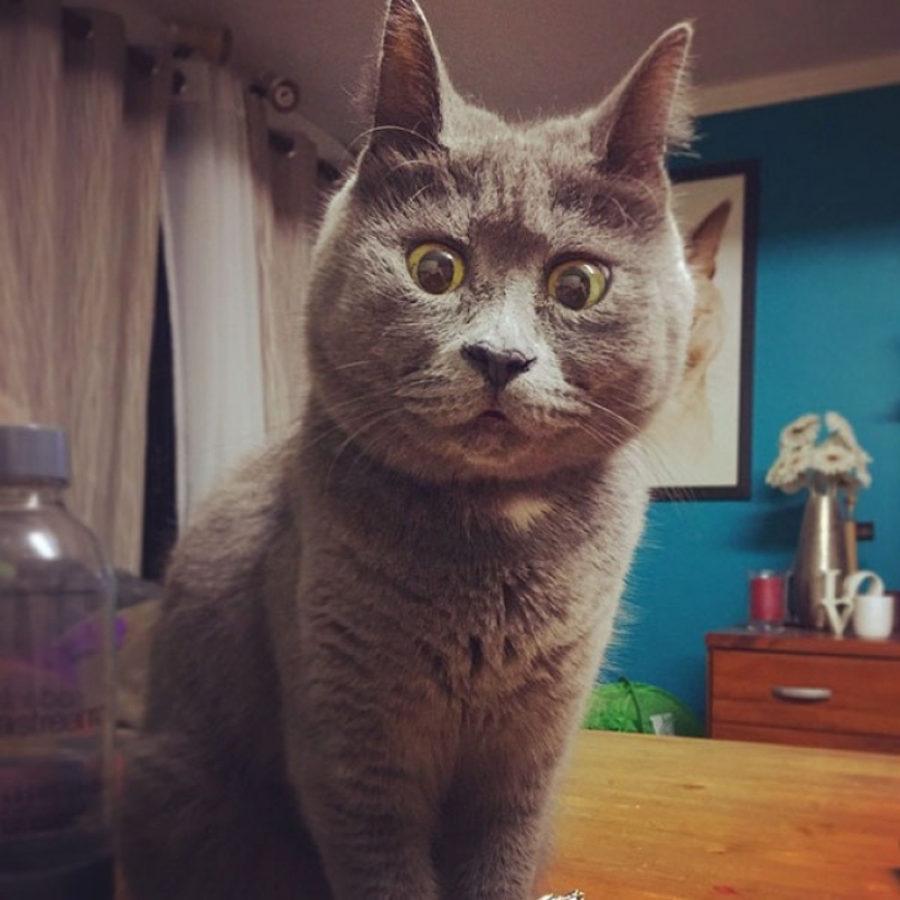 Algo anda mal con Kevin: este gato siempre parece sorprendido