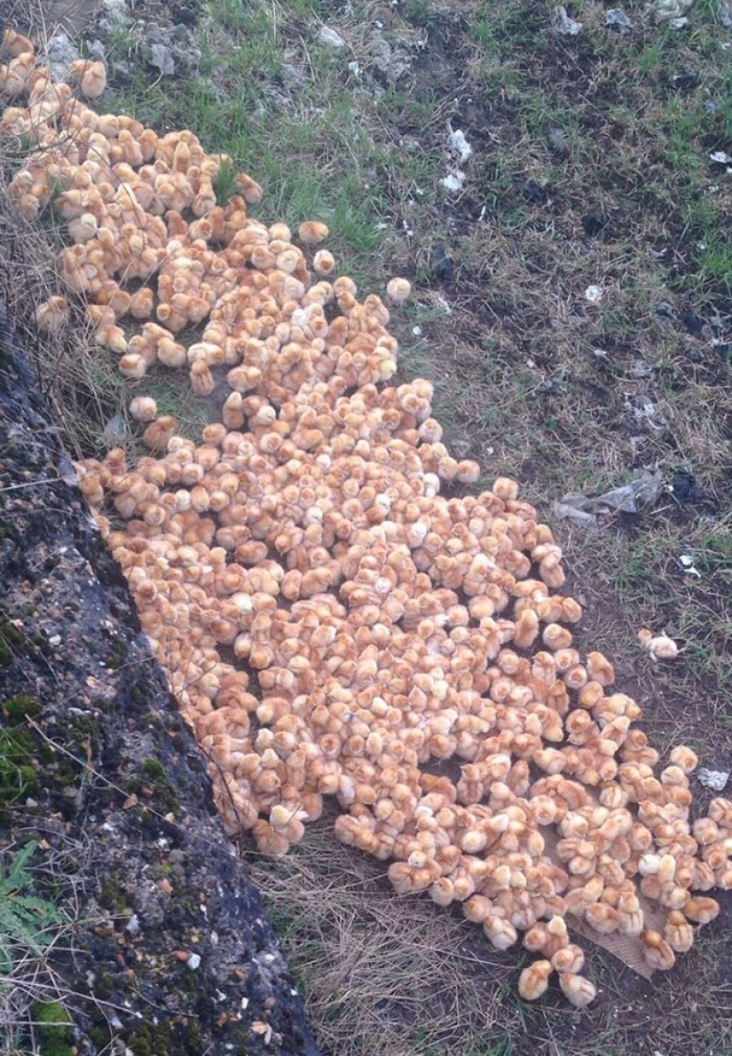 Alguien llevó 1.000 pollos a un campo y los dejó allí para que murieran