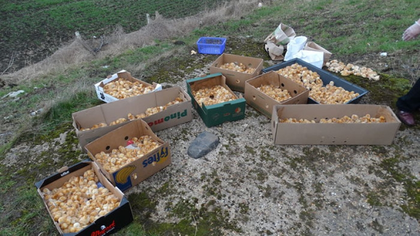 Alguien llevó 1.000 pollos a un campo y los dejó allí para que murieran