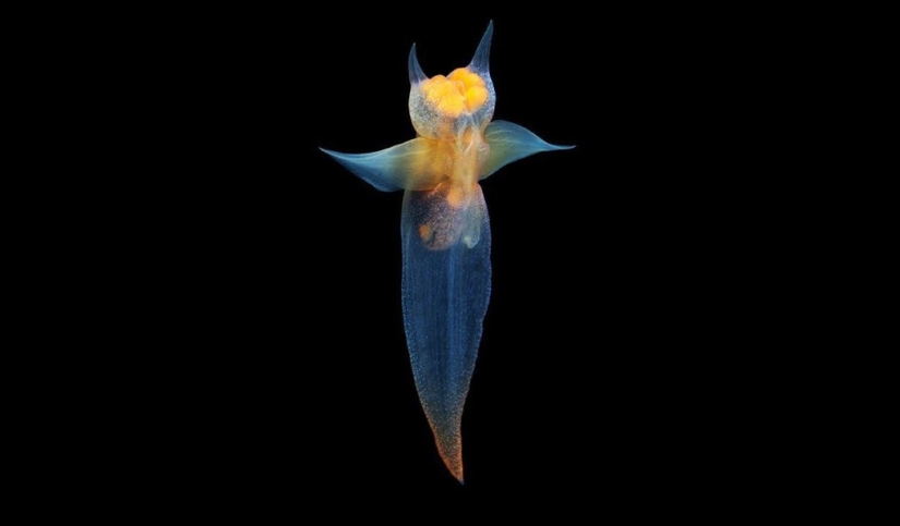 Aliens from other worlds: rating of the strangest sea creatures