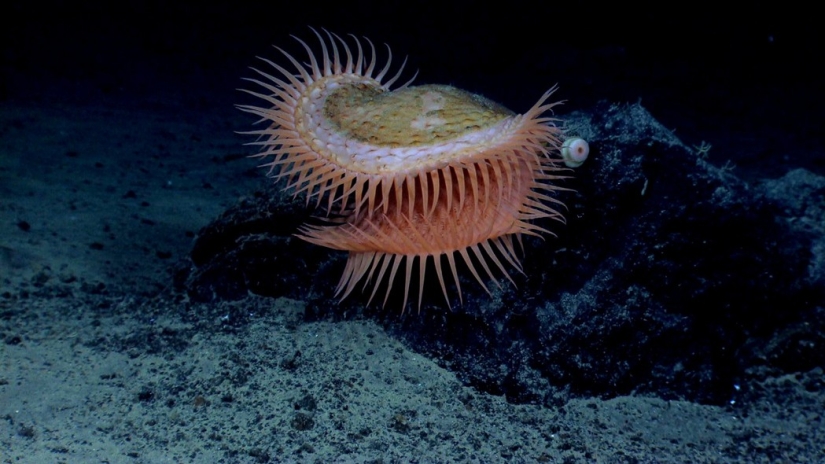 Aliens from other worlds: rating of the strangest sea creatures