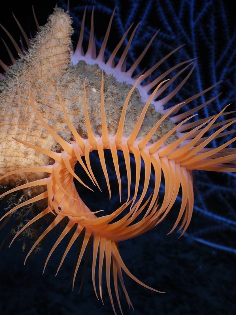 Aliens from other worlds: rating of the strangest sea creatures