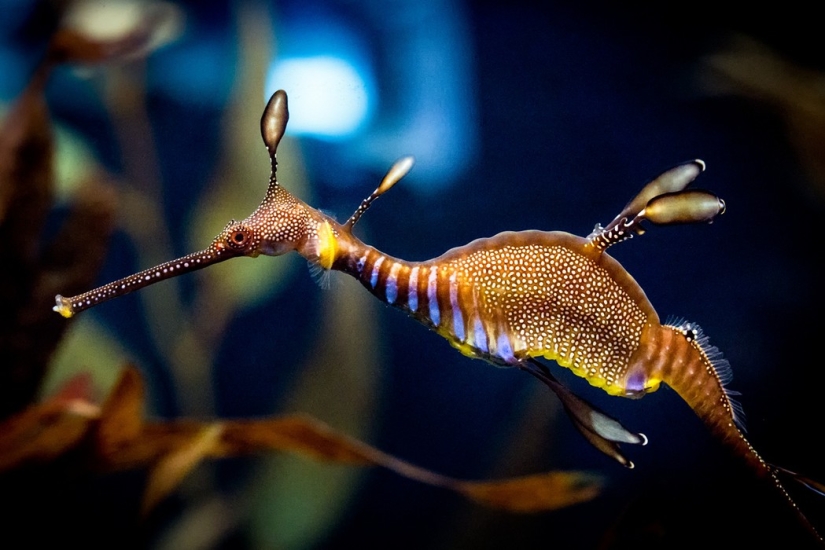 Aliens from other worlds: rating of the strangest sea creatures