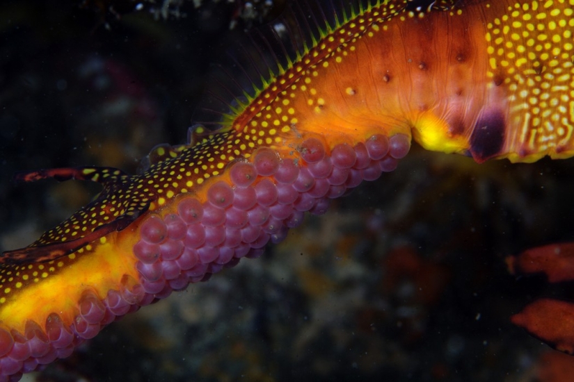 Aliens from other worlds: rating of the strangest sea creatures
