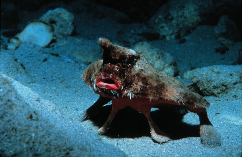 Aliens from other worlds: rating of the strangest sea creatures