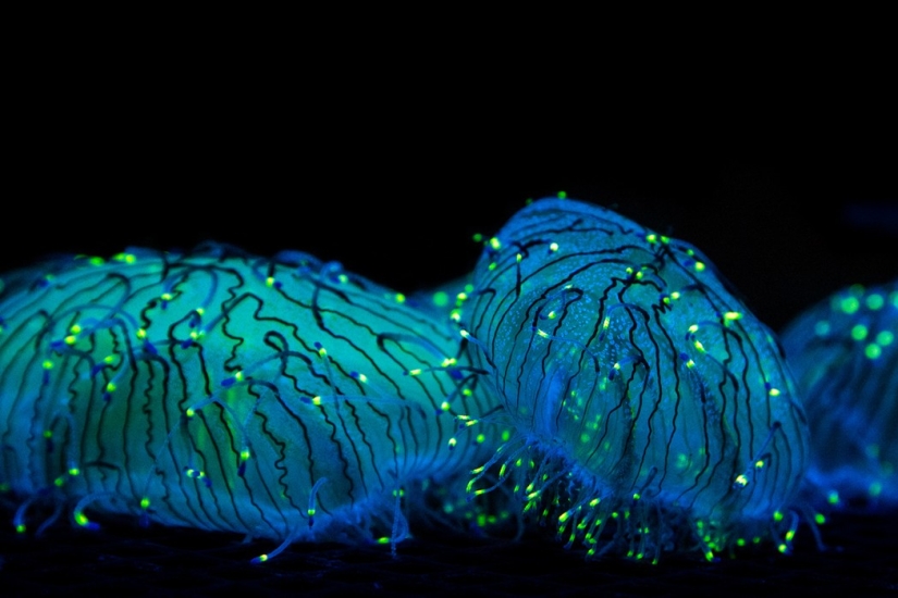 Aliens from other worlds: rating of the strangest sea creatures