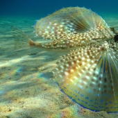 Aliens from other worlds: rating of the strangest sea creatures