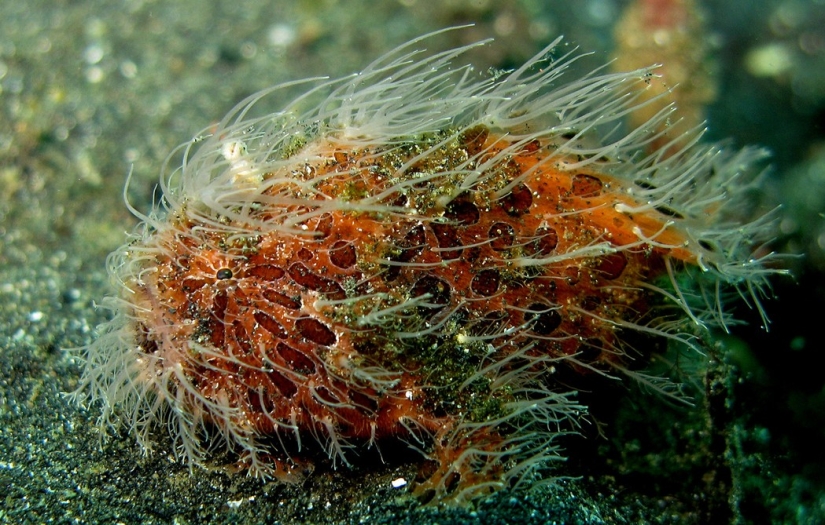 Aliens from other worlds: rating of the strangest sea creatures