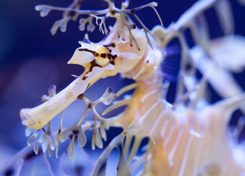 Aliens from other worlds: rating of the strangest sea creatures