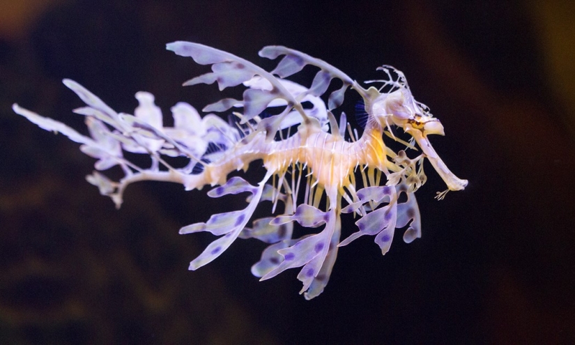Aliens from other worlds: rating of the strangest sea creatures