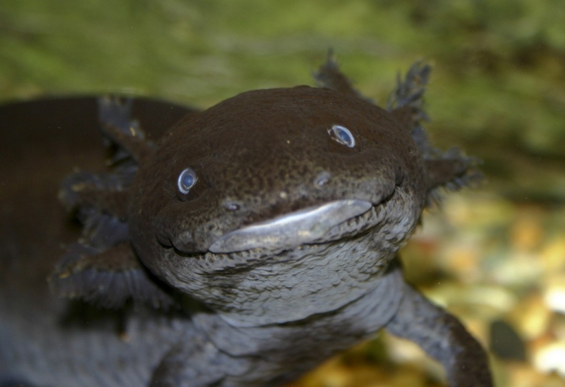 Aliens from other worlds: rating of the strangest sea creatures