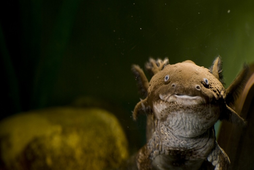 Aliens from other worlds: rating of the strangest sea creatures