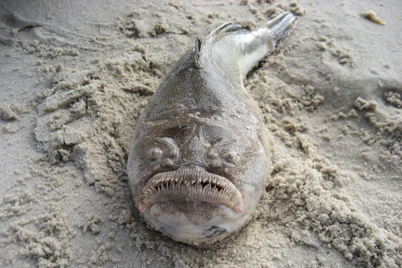 Aliens from other worlds: rating of the strangest sea creatures