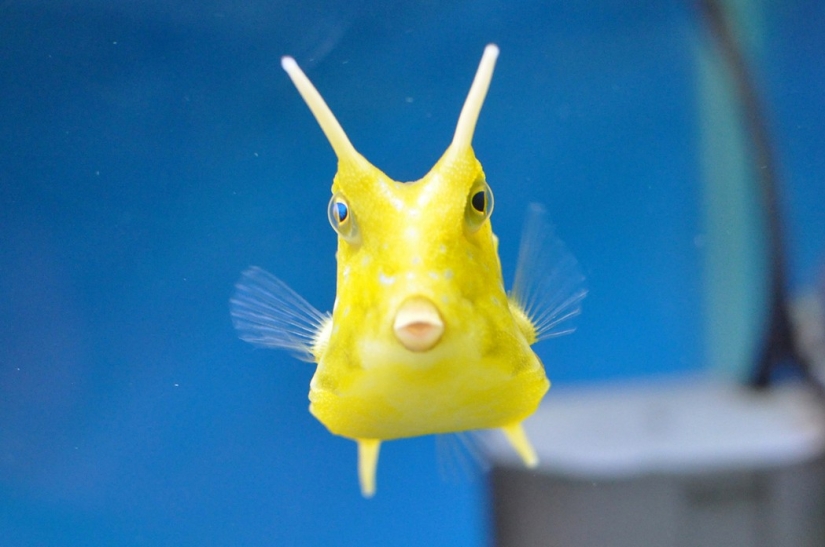 Aliens from other worlds: rating of the strangest sea creatures