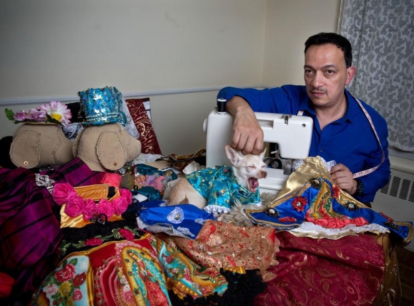 Alta moda para perros