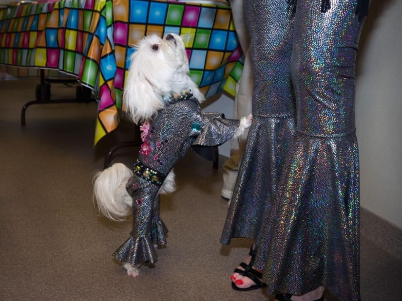 Alta moda para perros