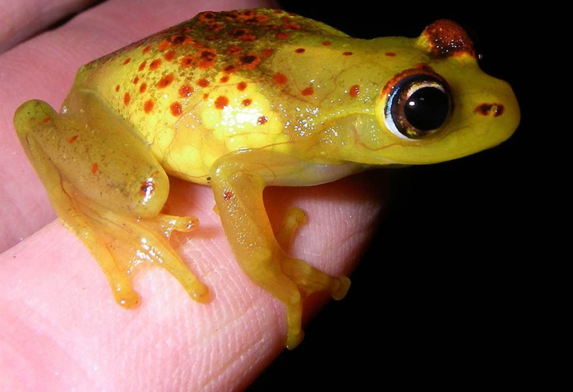 Amazing creatures of Madagascar Amazing creatures of Madagascar