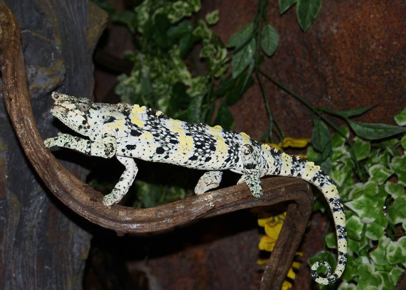 Amazing creatures of Madagascar Amazing creatures of Madagascar