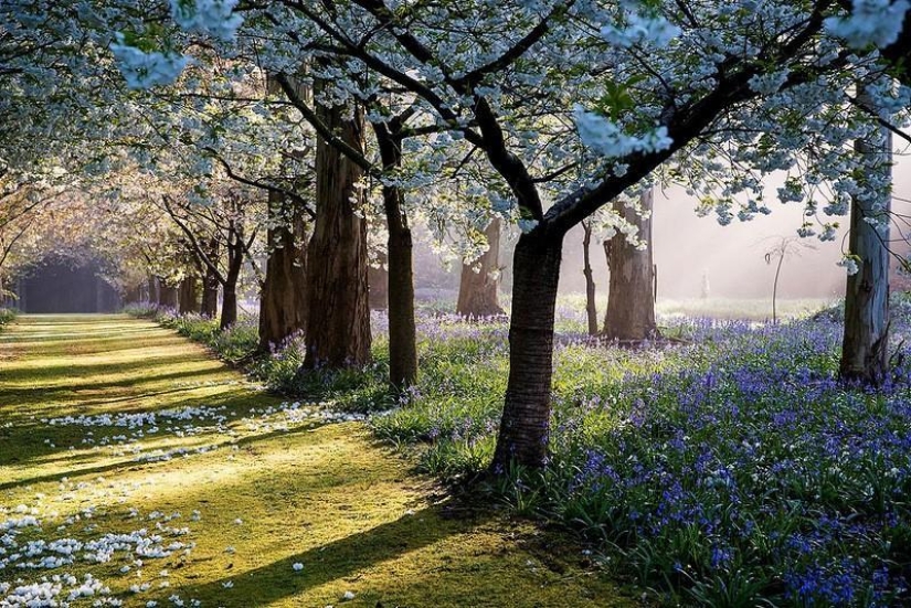 Amazing Maple Glen in New Zealand