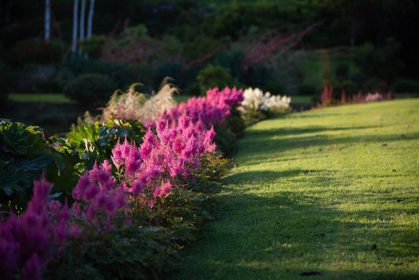 Amazing Maple Glen in New Zealand
