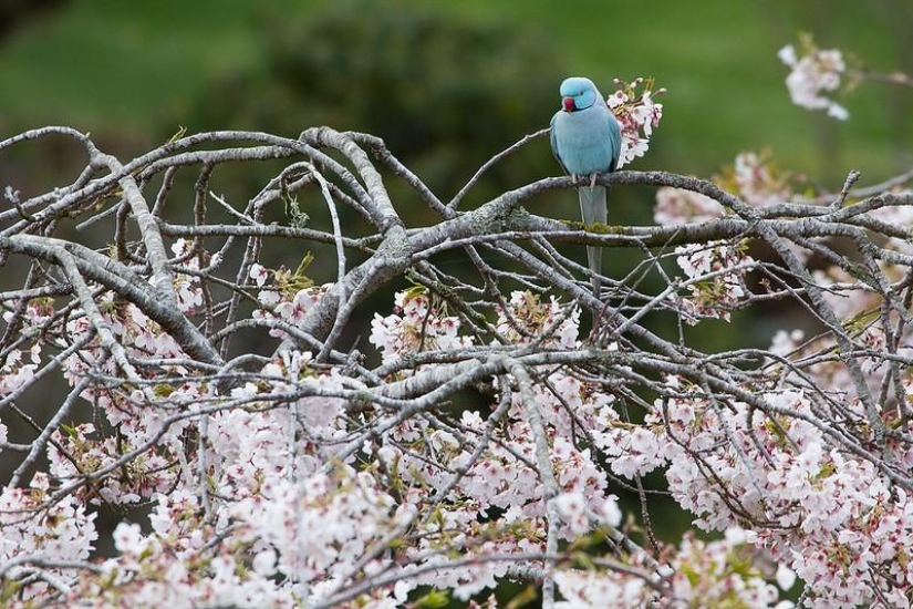 Amazing Maple Glen in New Zealand