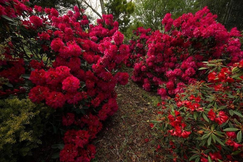 Amazing Maple Glen in New Zealand