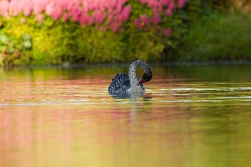 Amazing Maple Glen in New Zealand