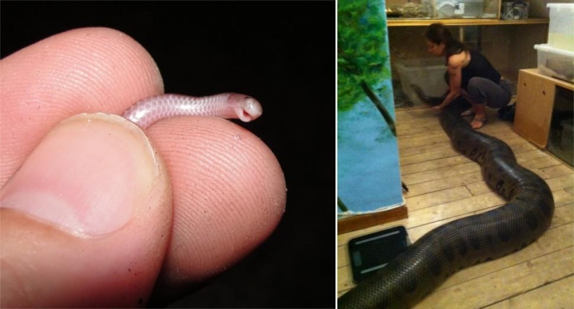 Amazing Nature Games - Big and Small Amazing Nature Games - Big and Small