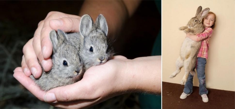 Amazing Nature Games - Big and Small Amazing Nature Games - Big and Small