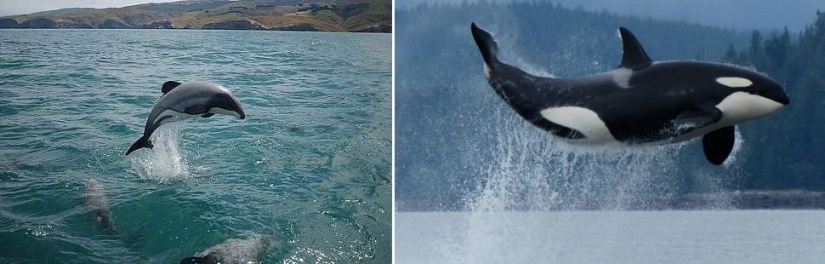 Amazing Nature Games - Big and Small Amazing Nature Games - Big and Small