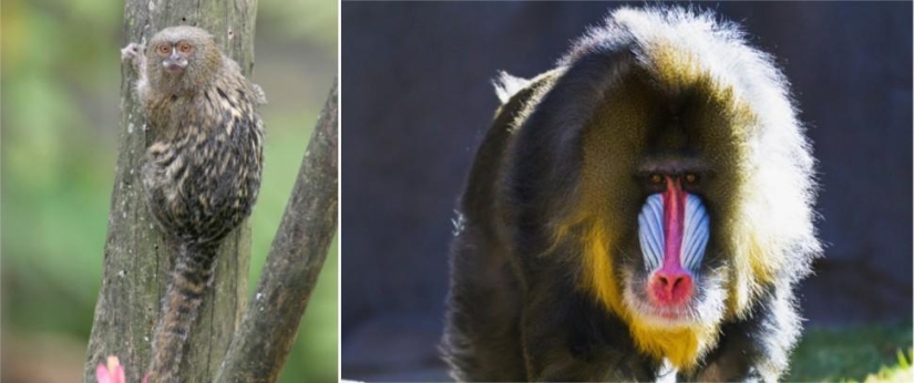 Amazing Nature Games - Big and Small Amazing Nature Games - Big and Small