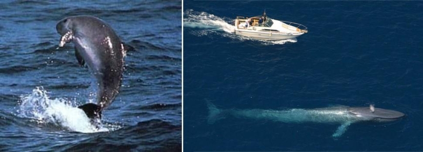 Amazing Nature Games - Big and Small Amazing Nature Games - Big and Small