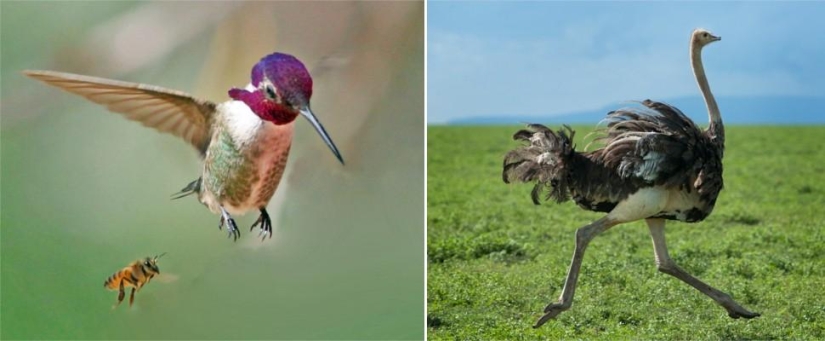 Amazing Nature Games - Big and Small Amazing Nature Games - Big and Small