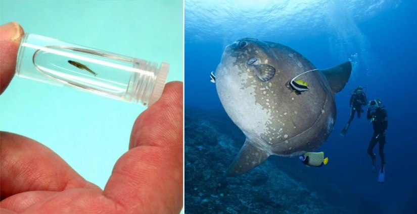 Amazing Nature Games - Big and Small Amazing Nature Games - Big and Small