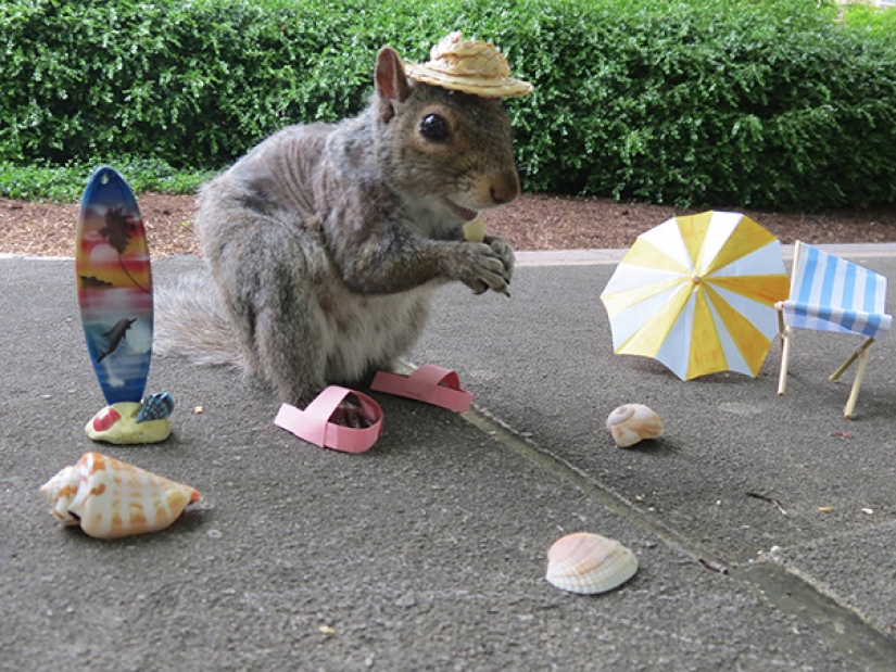 American student makes friends with squirrels and dresses them in different costumes