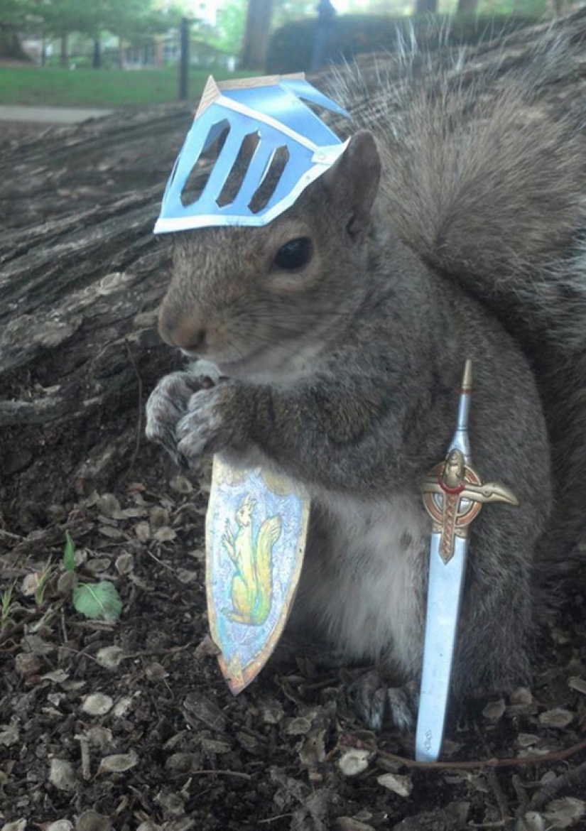 American student makes friends with squirrels and dresses them in different costumes