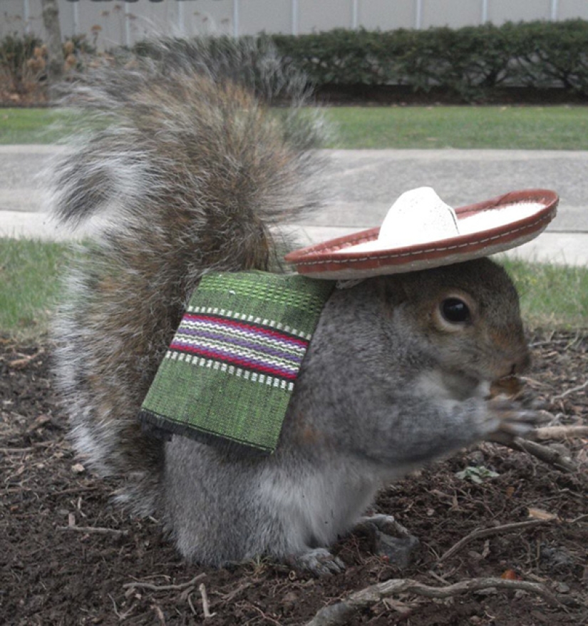 American student makes friends with squirrels and dresses them in different costumes