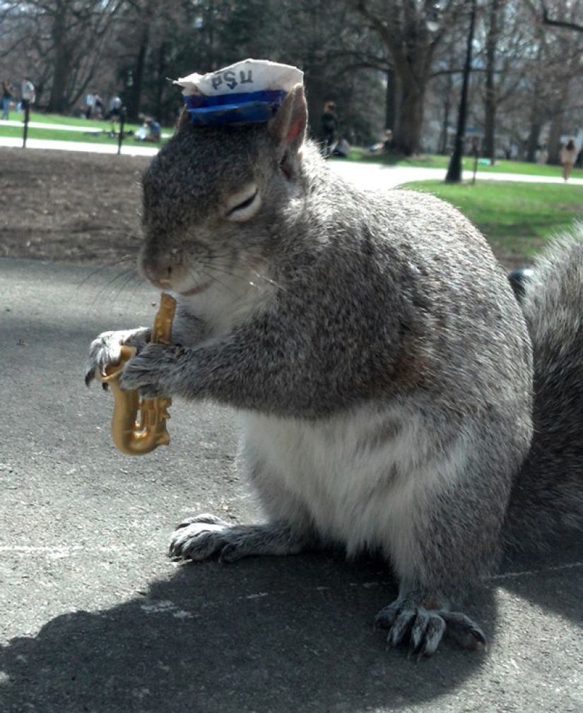 American student makes friends with squirrels and dresses them in different costumes