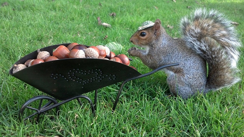 American student makes friends with squirrels and dresses them in different costumes