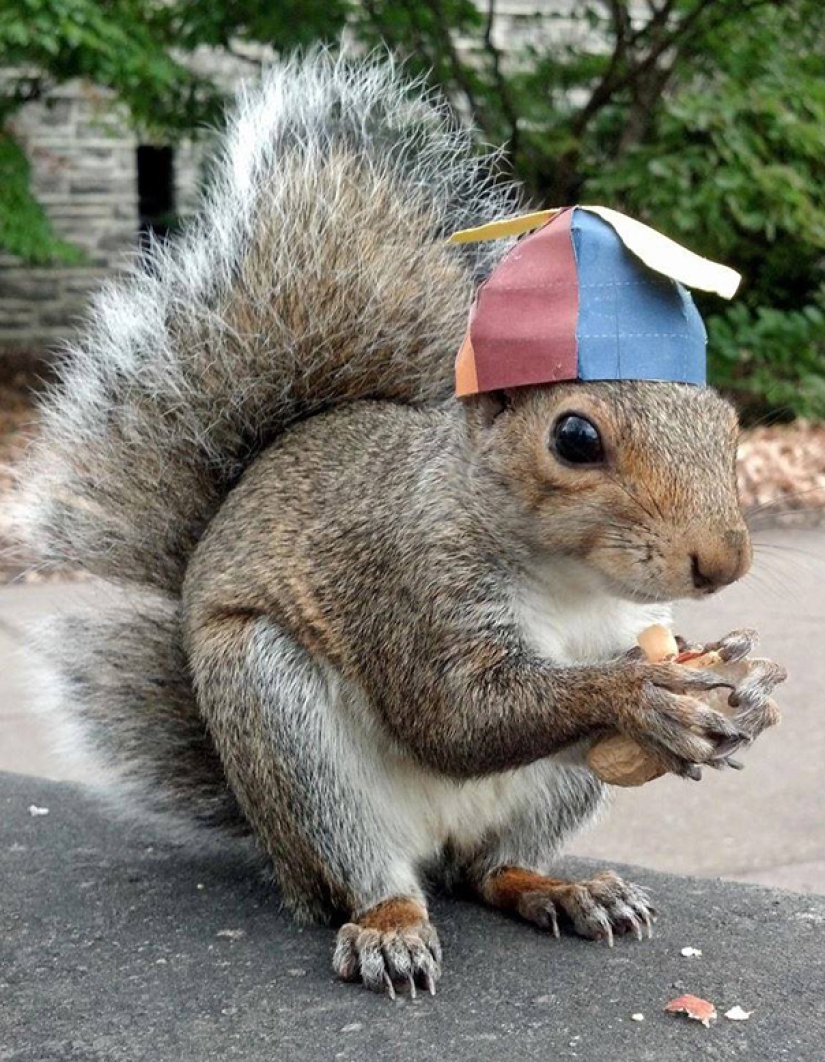 American student makes friends with squirrels and dresses them in different costumes