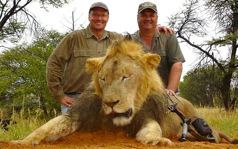 American who killed a famous lion caused a fury on the Internet and closed his dental office